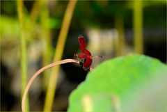 Rote Libelle