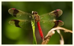 'rote libelle'