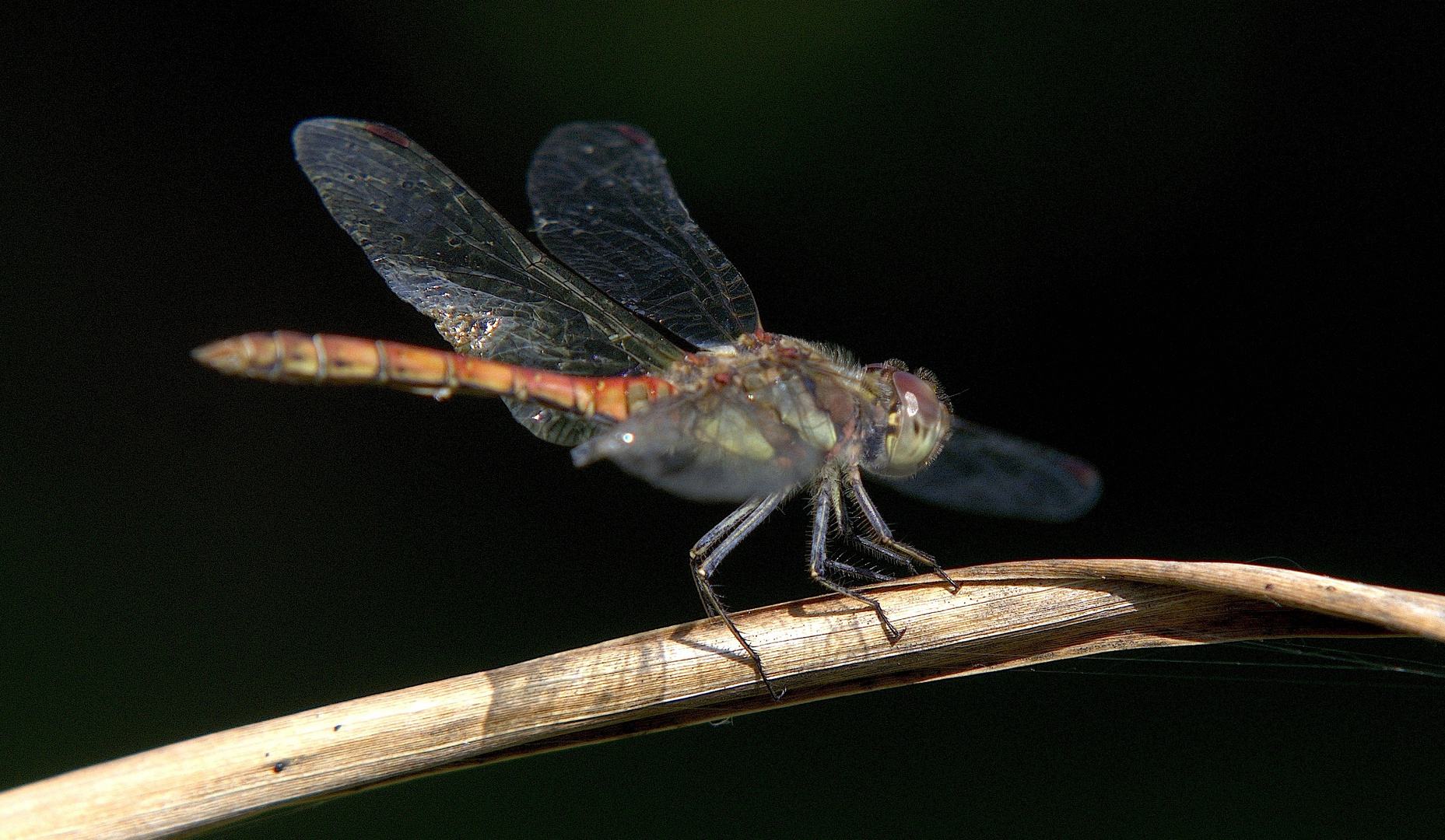 Rote Libelle