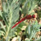 Rote Libelle