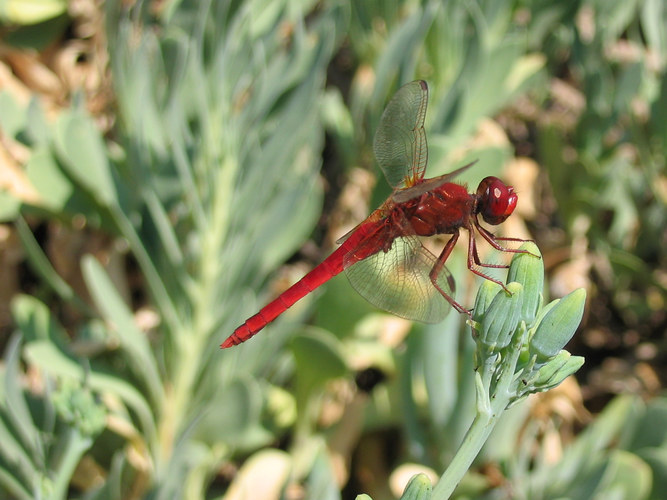 Rote Libelle