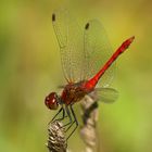 Rote Libelle