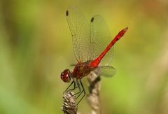 Rote Libelle