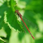 Rote Libelle