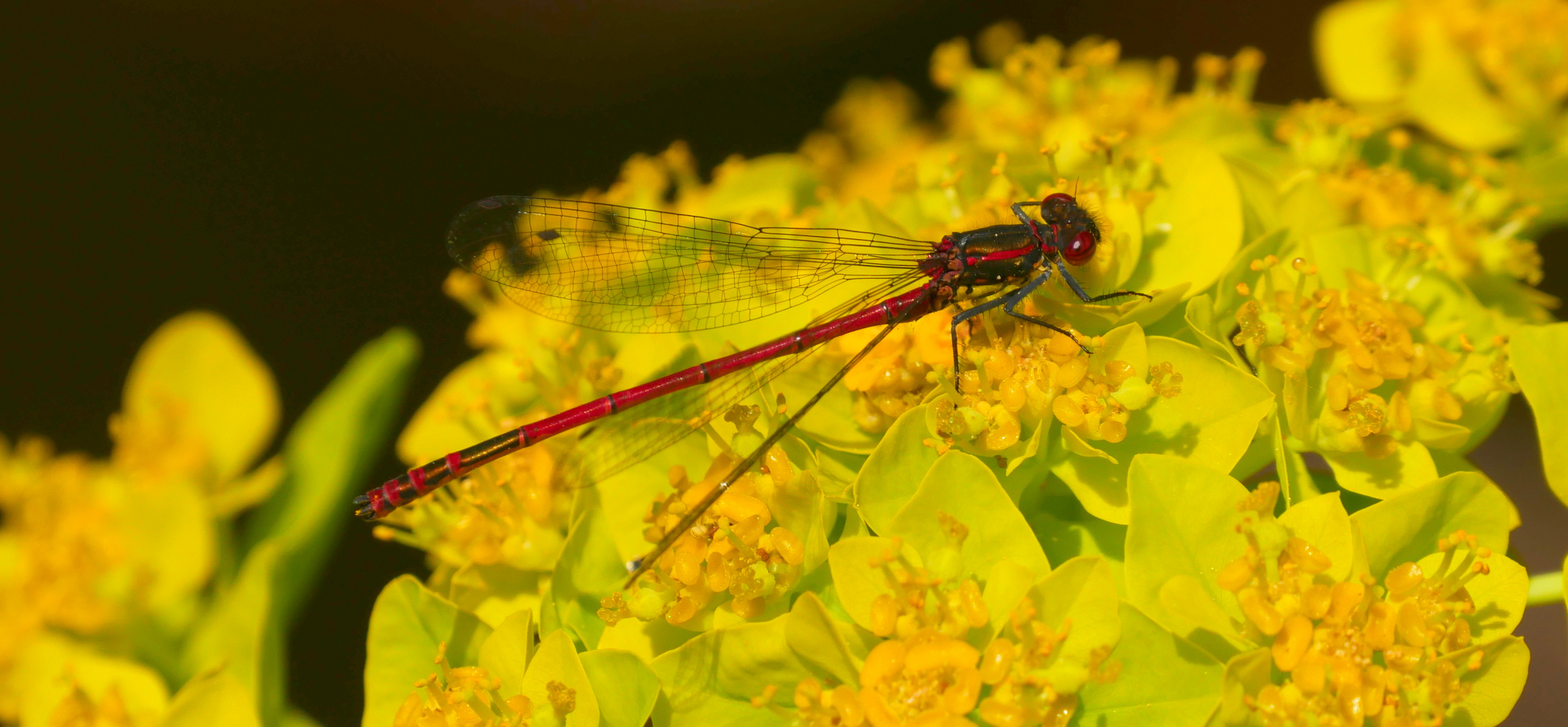 rote Libelle