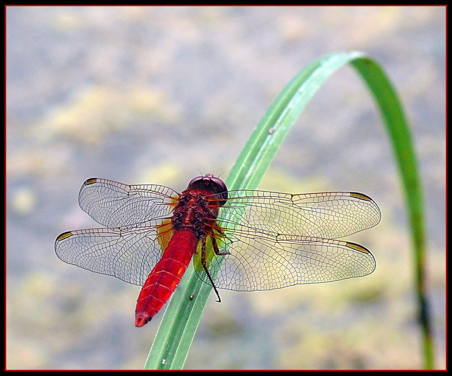 Rote Libelle