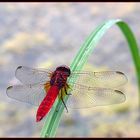 Rote Libelle