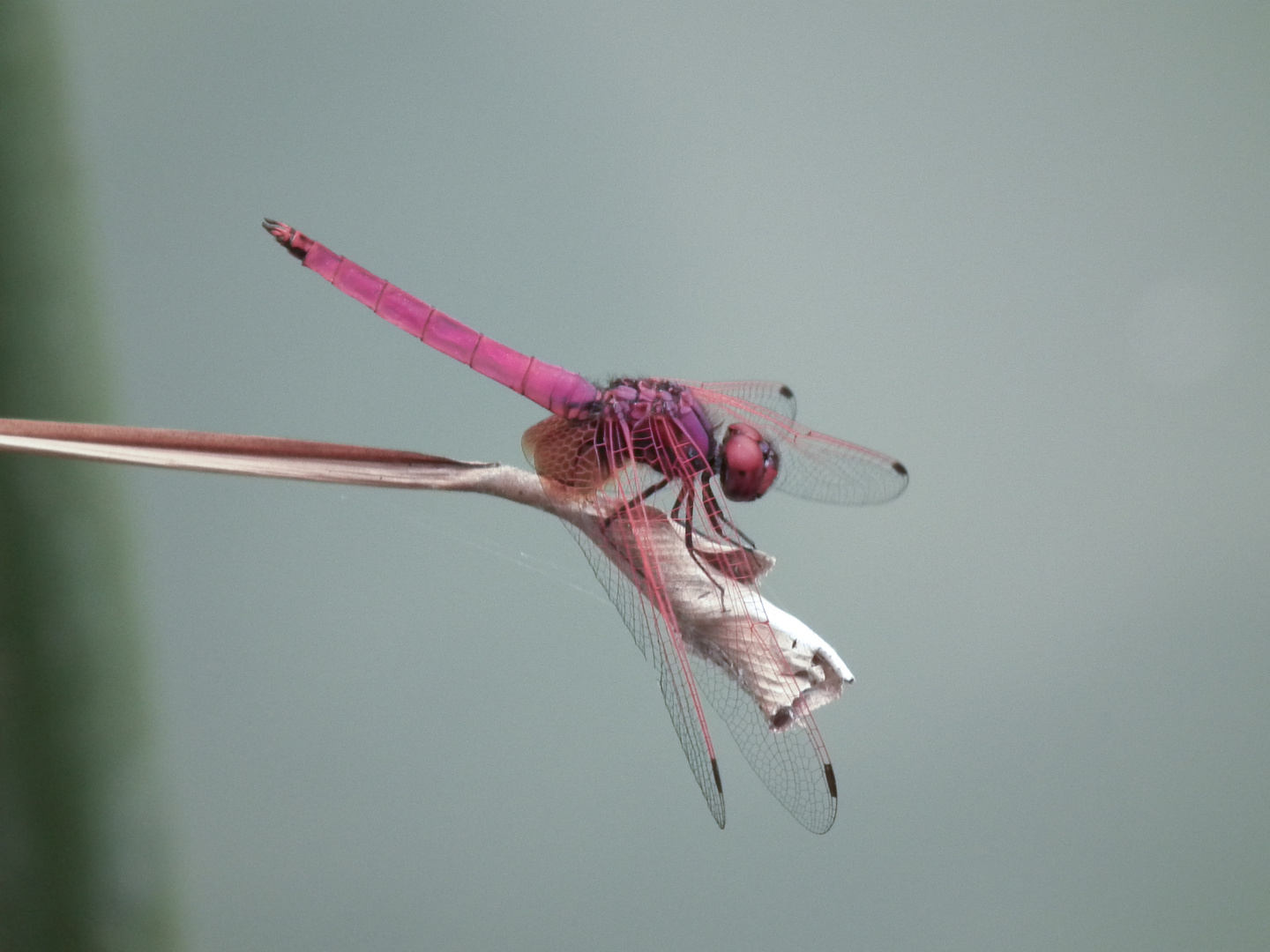 rote Libelle