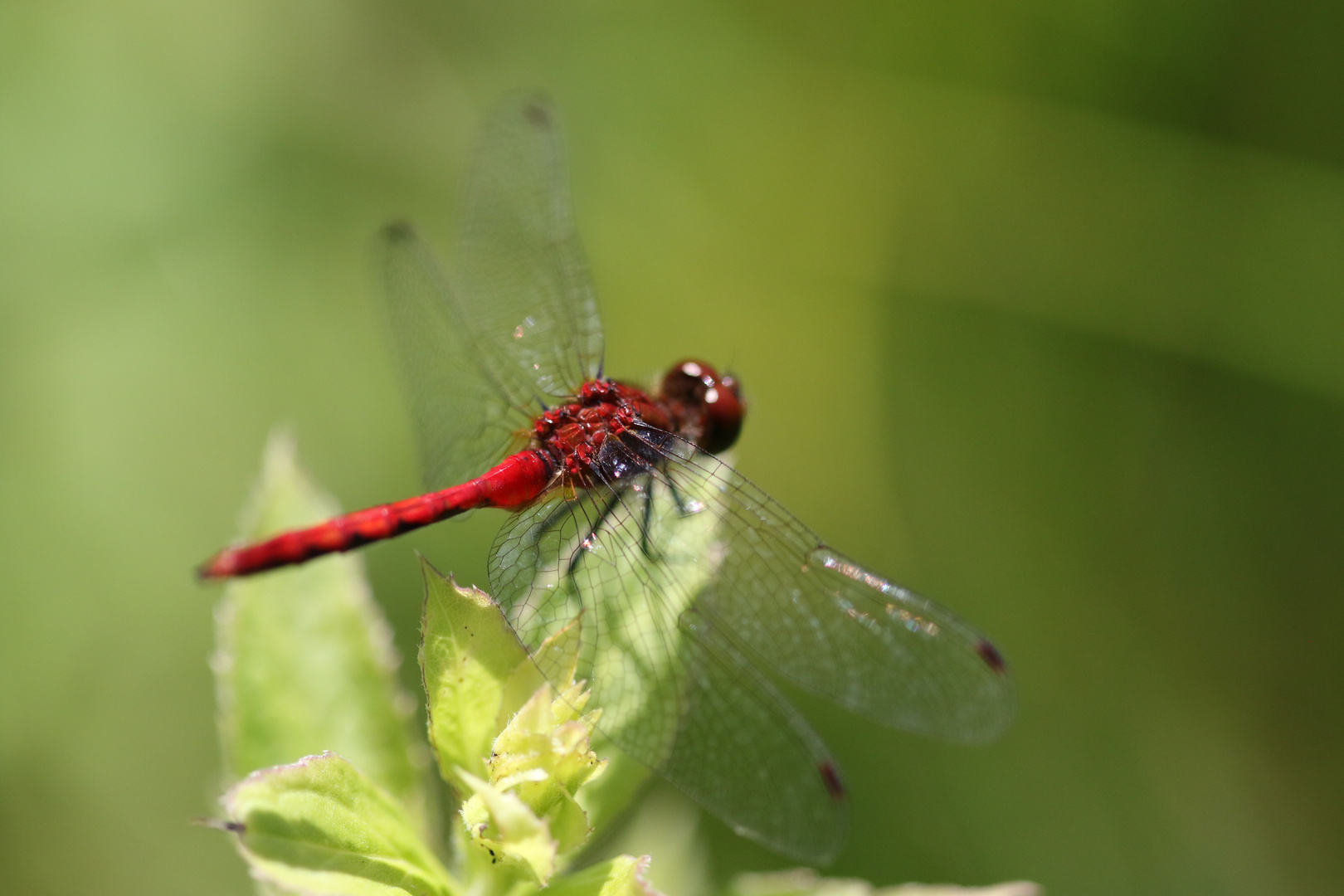 Rote Libelle