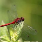 Rote Libelle