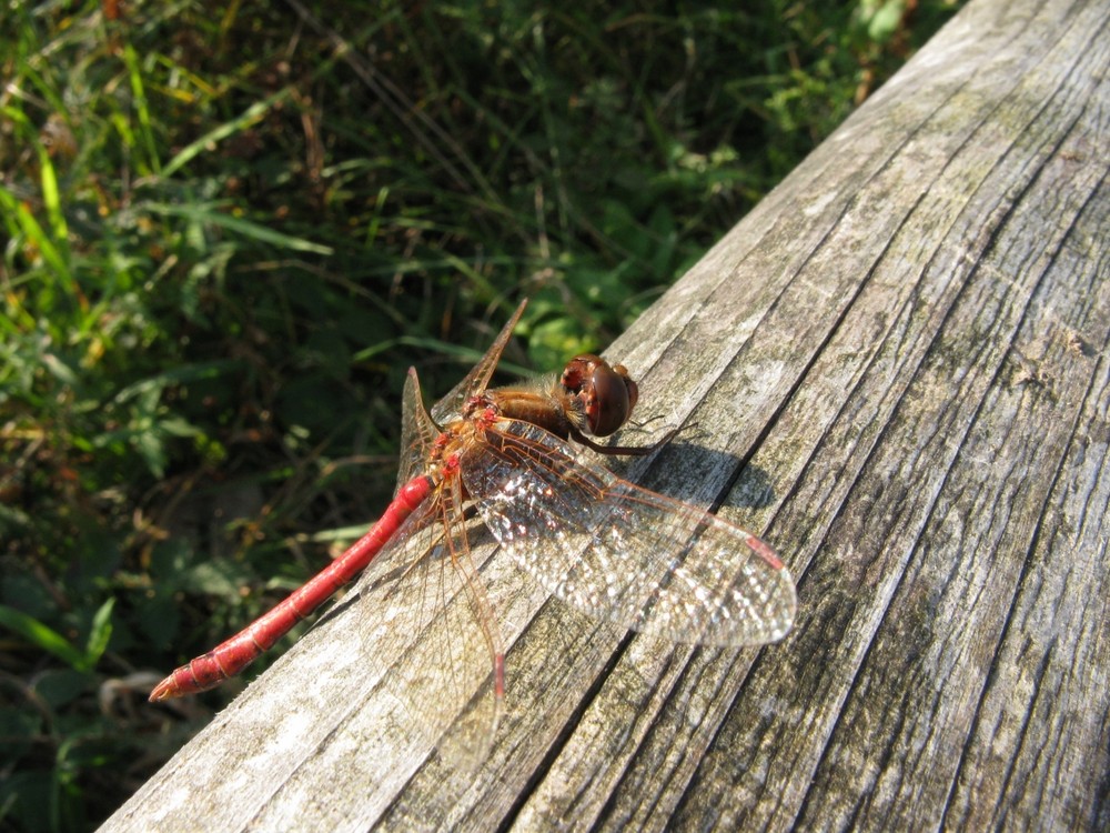 Rote Libelle