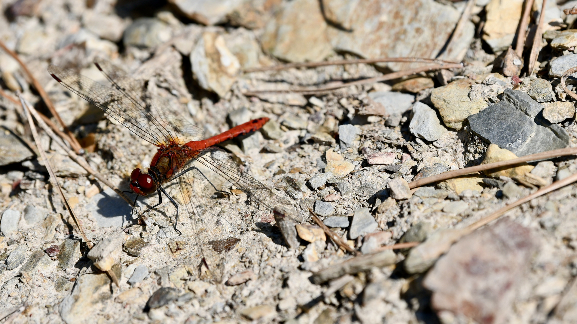 Rote Libelle