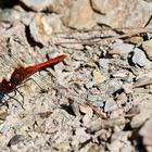 Rote Libelle