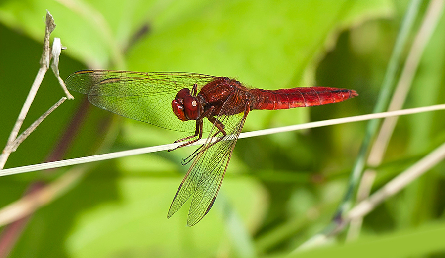 rote Libelle