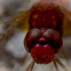 Rote Libelle