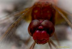 Rote Libelle