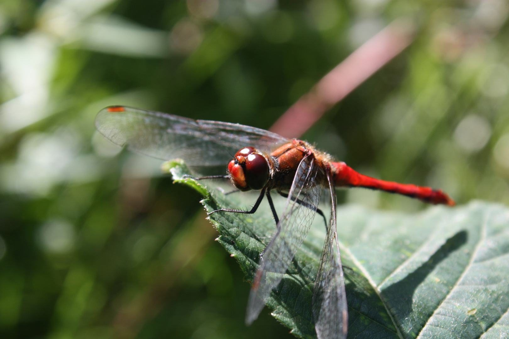 Rote Libelle