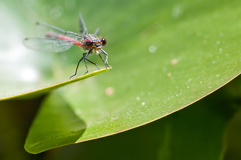 Rote Libelle