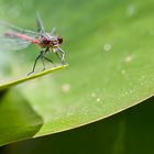 Rote Libelle