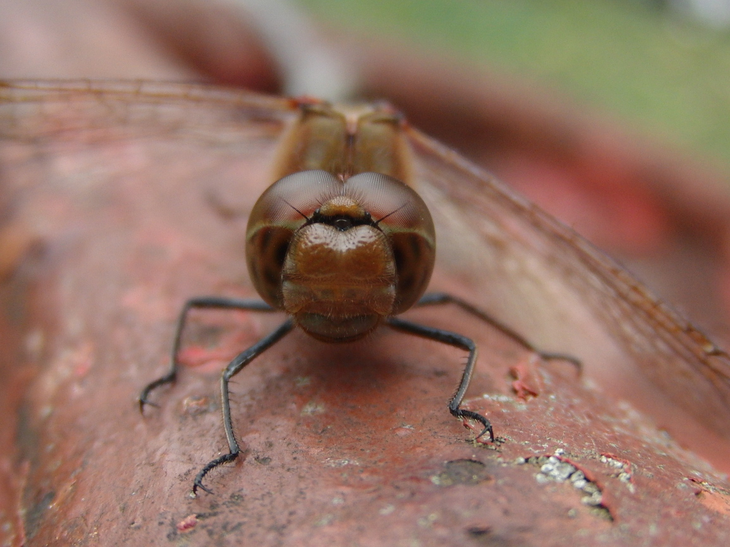 rote Libelle