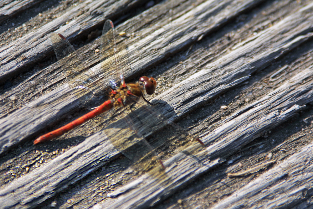 Rote Libelle