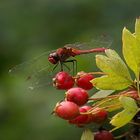 rote Libelle