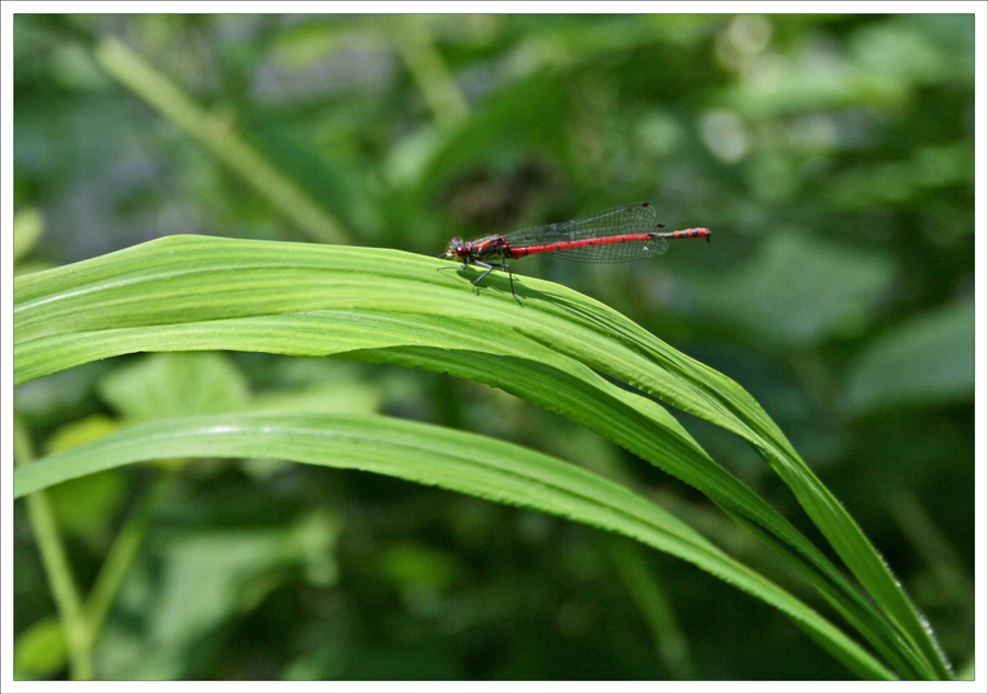 rote LIbelle