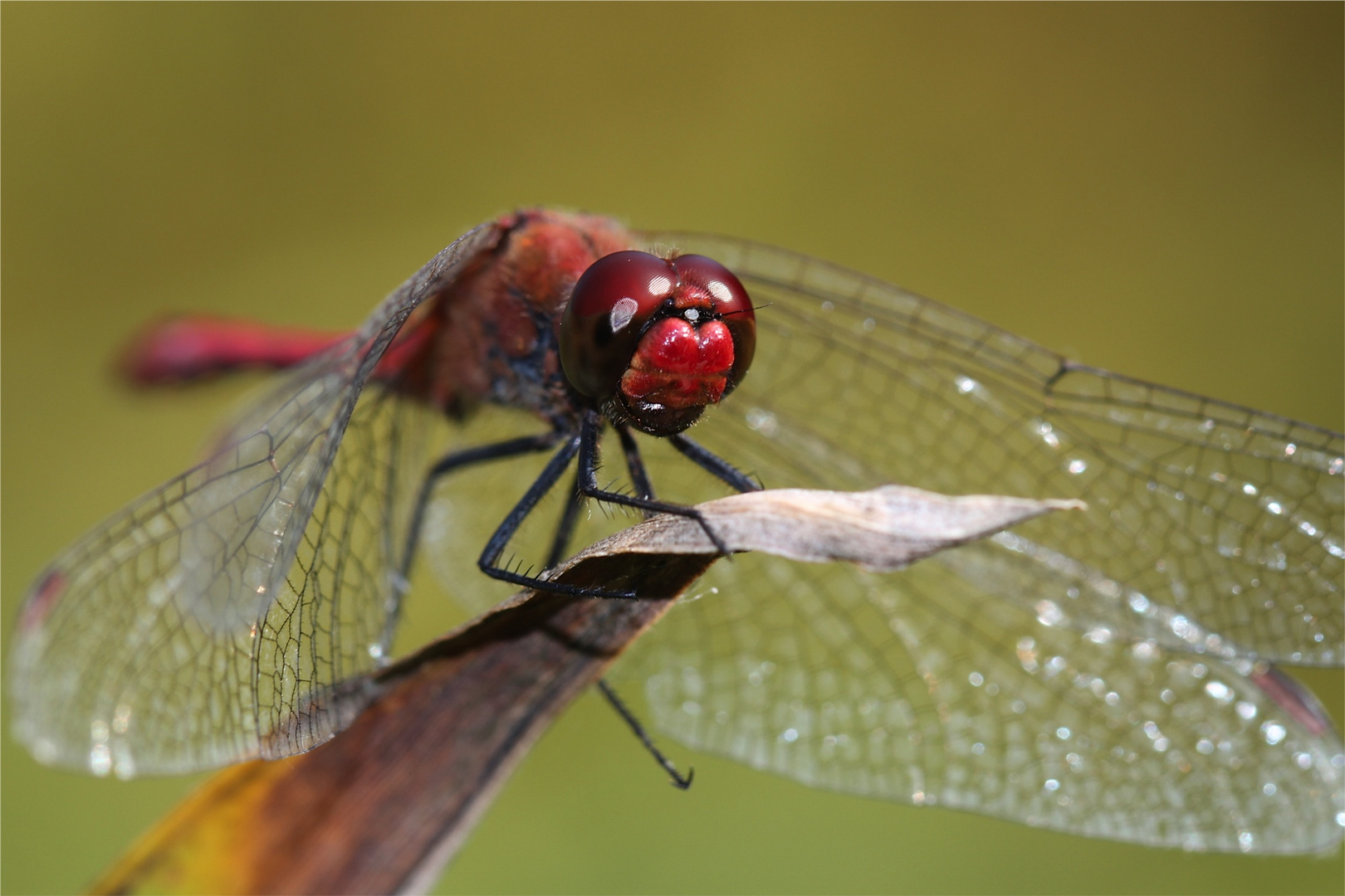 rote Libelle