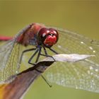 rote Libelle