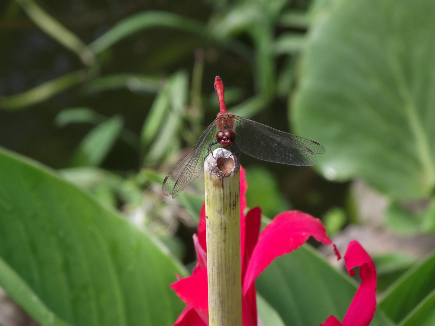 rote Libelle