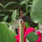 rote Libelle