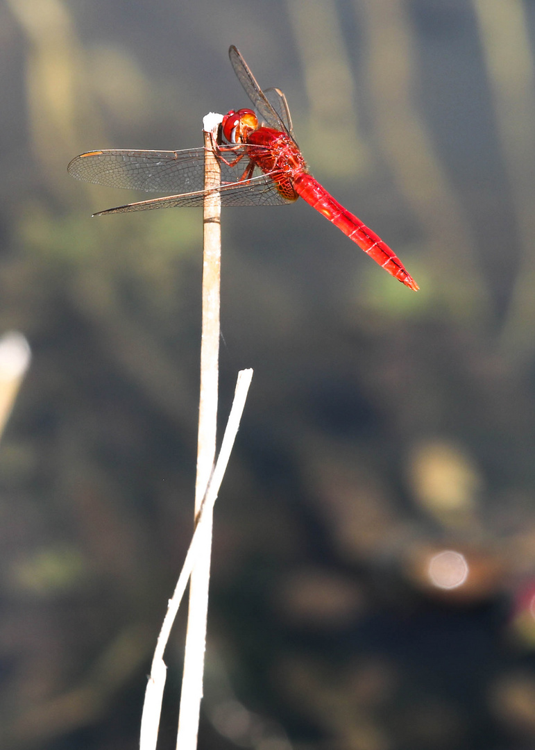 rote Libelle