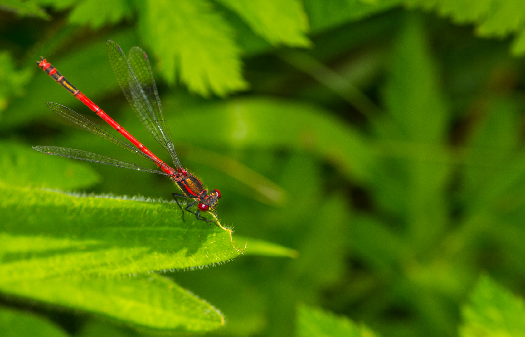 Rote Libelle