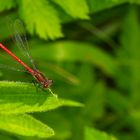 Rote Libelle