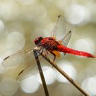 Rote Libelle