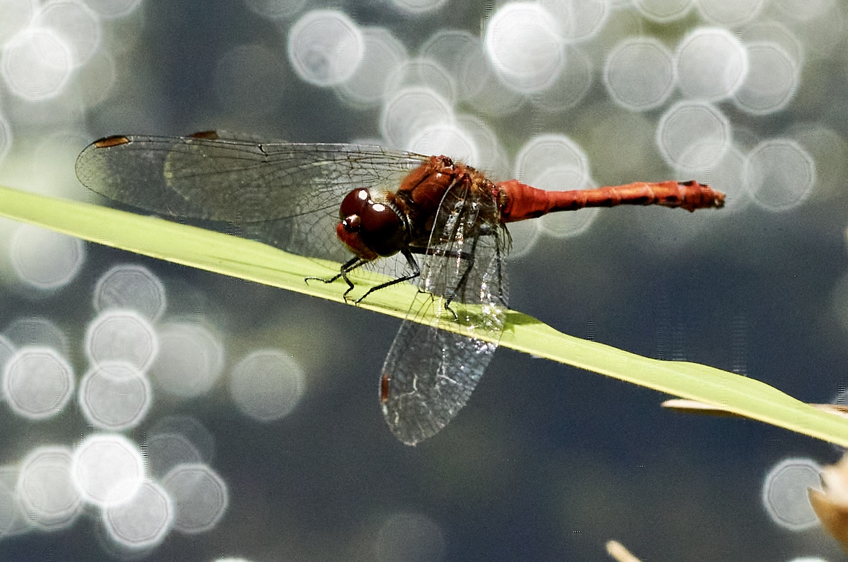 Rote Libelle!