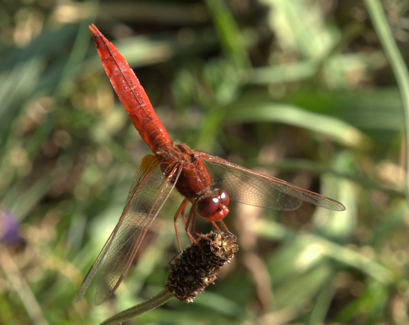 rote libelle