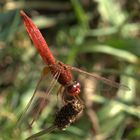 rote libelle