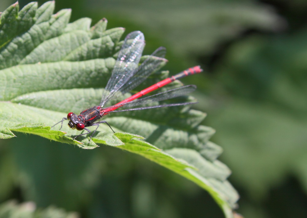 rote Libelle