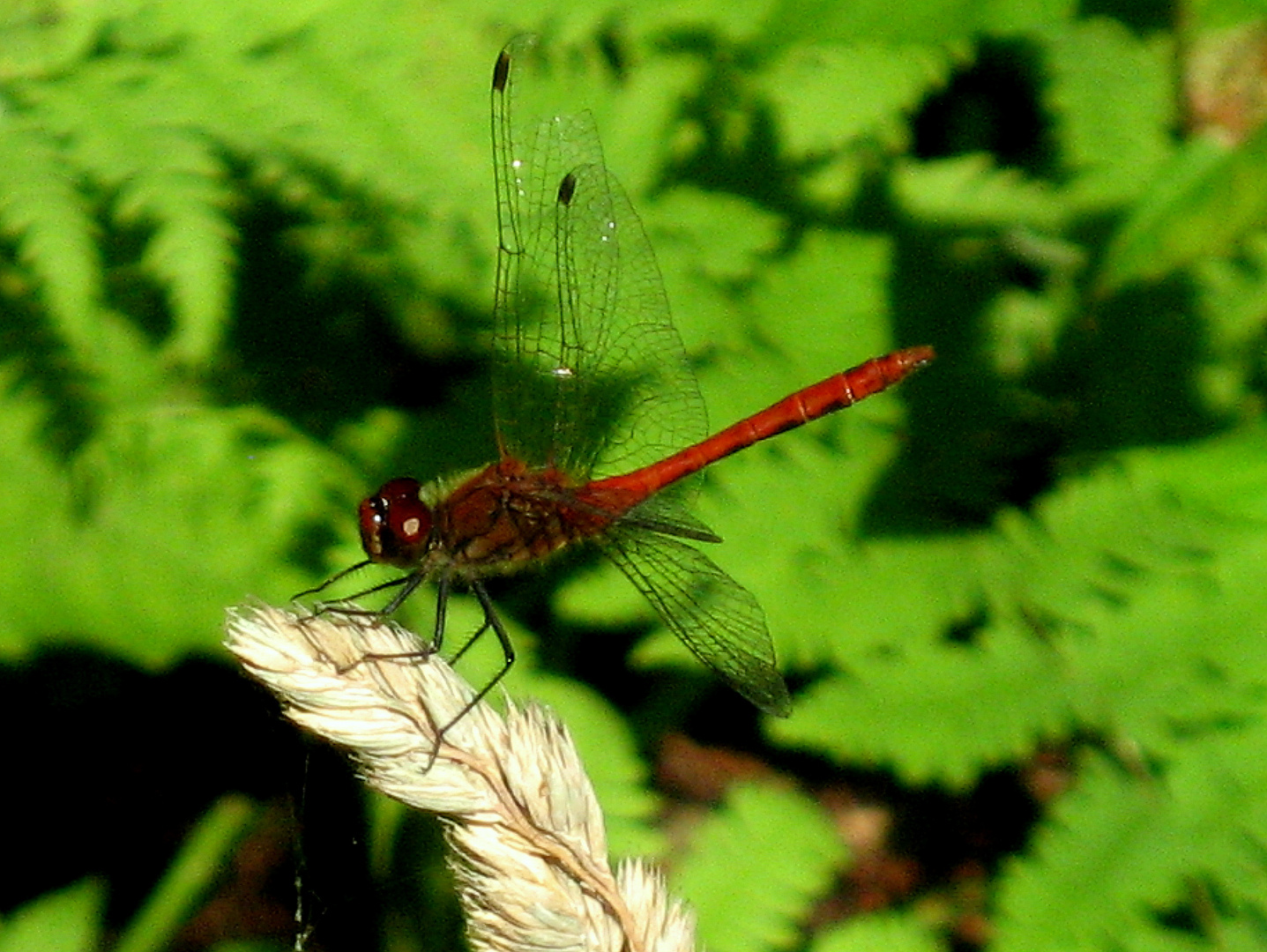 rote Libelle