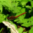 rote Libelle