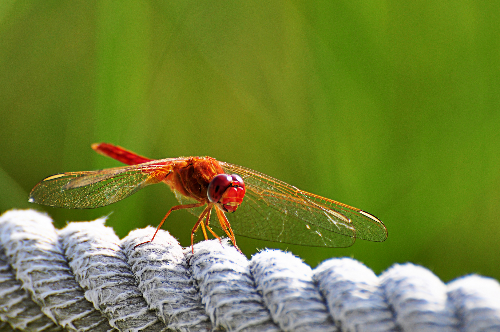 rote Libelle