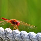 rote Libelle