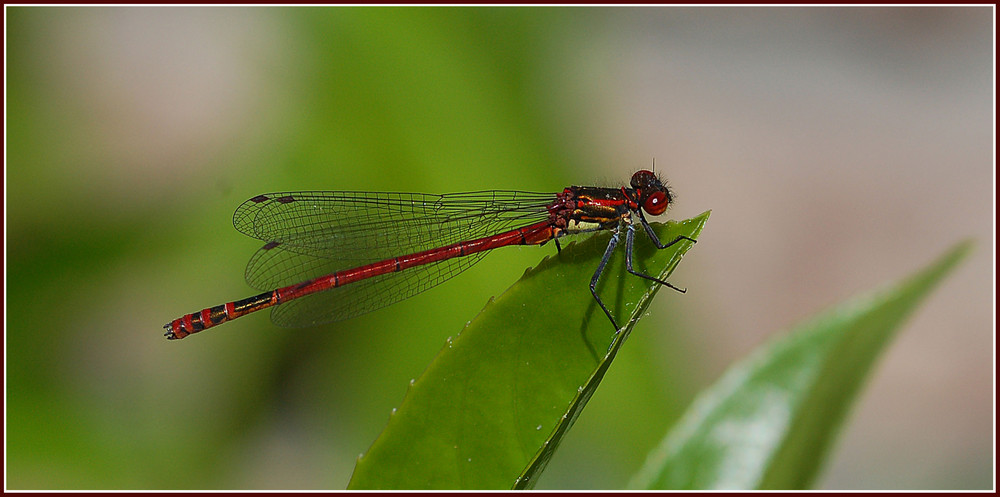 Rote Libelle