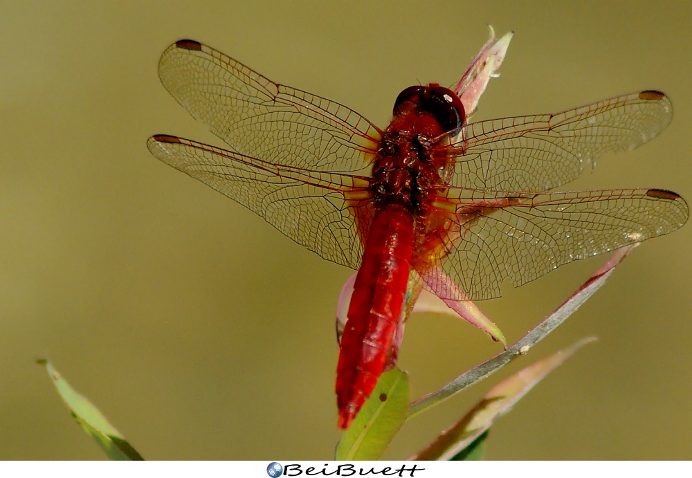 Rote Libelle