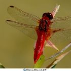 Rote Libelle