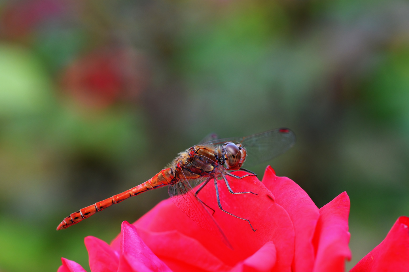 Rote Libelle