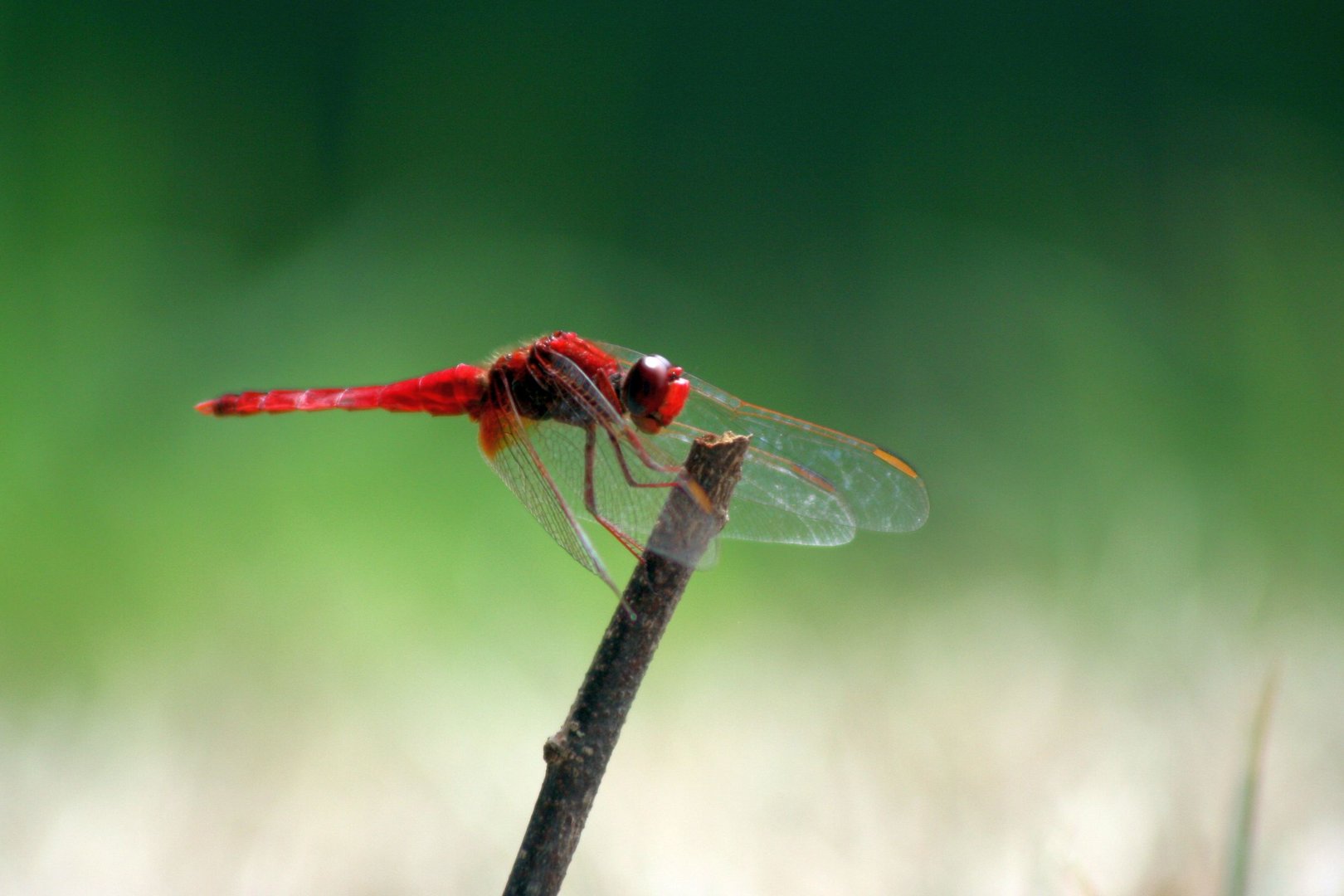 Rote Libelle