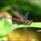 Rote Libelle