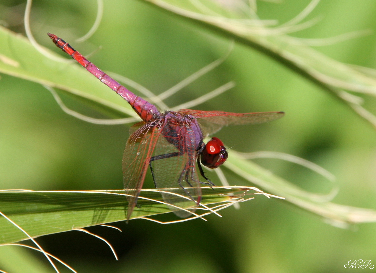 rote Libelle